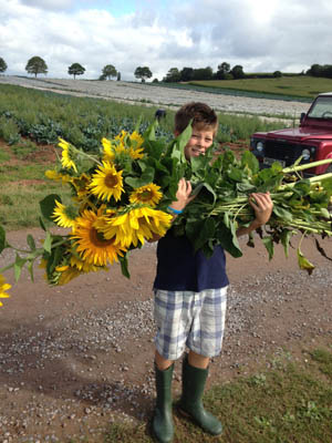 British Grown Sunflowers Greenacre Flowers Exeter 300